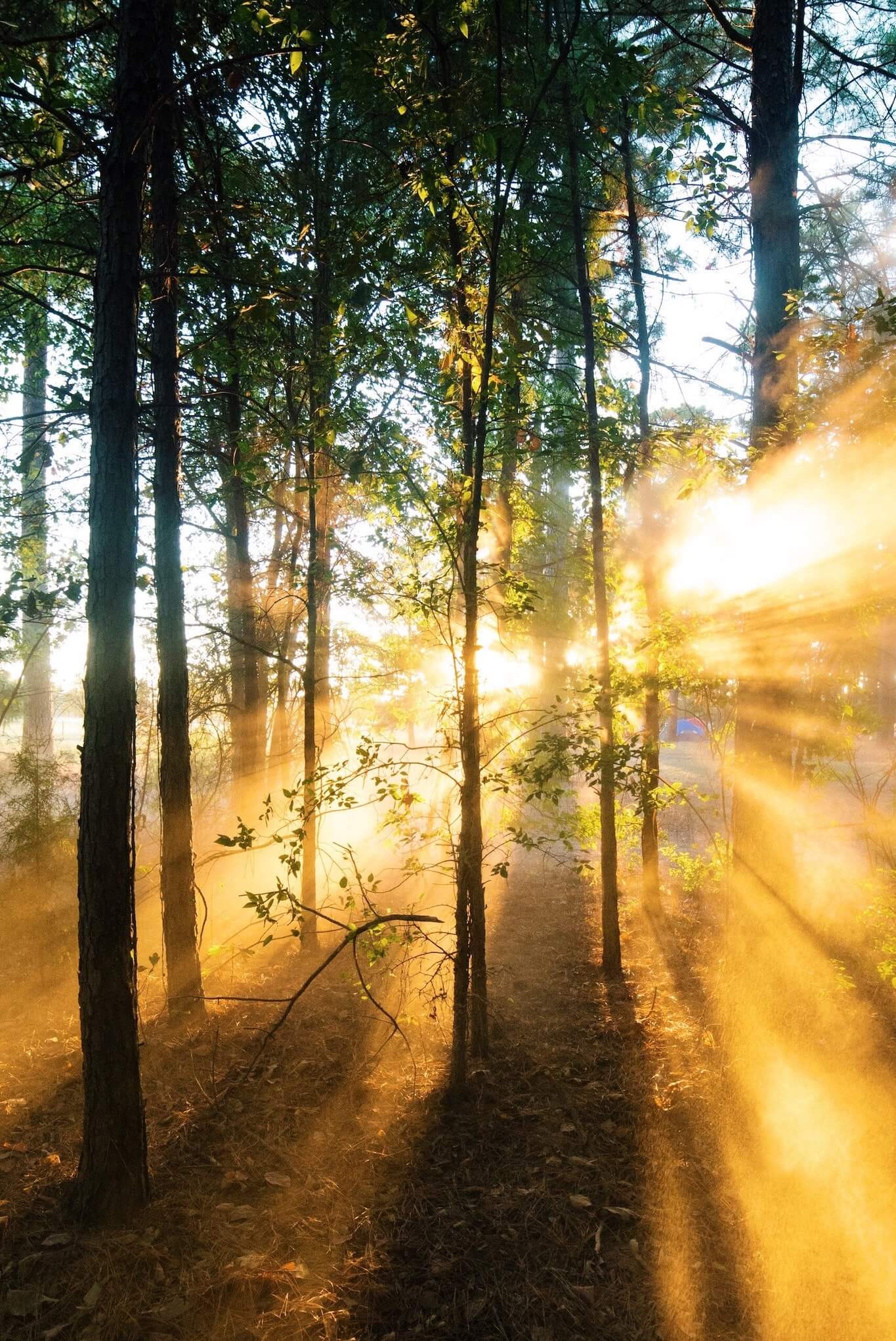 Licht door bomen